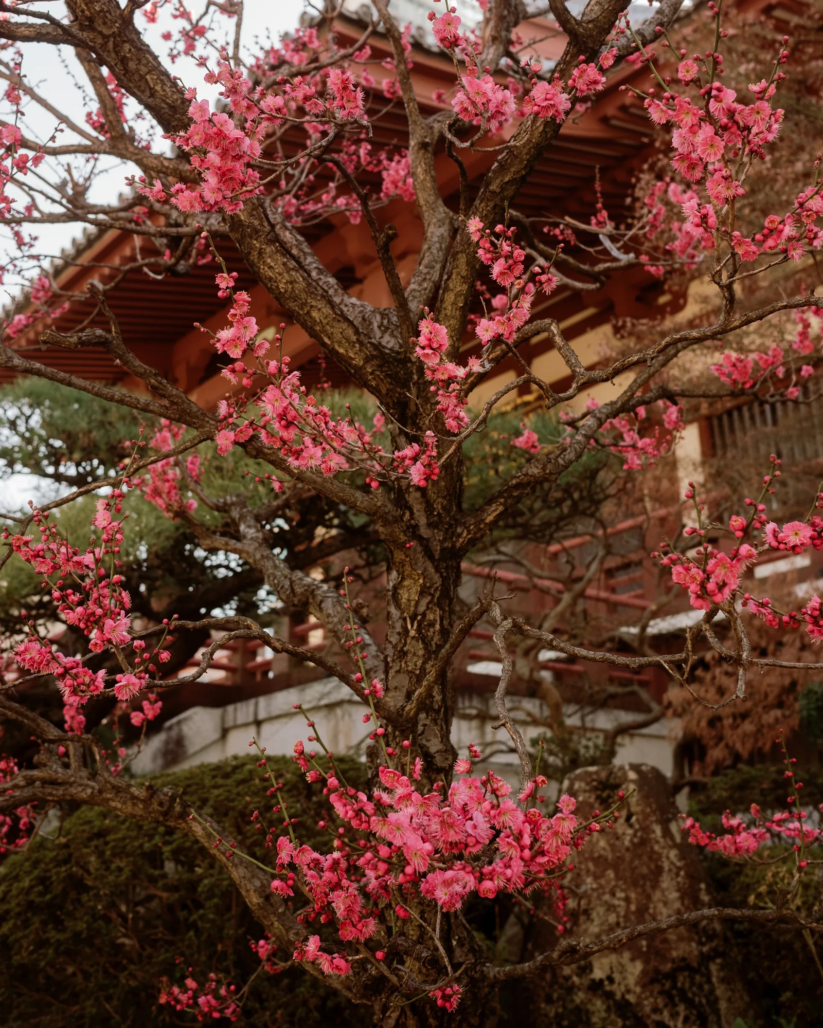 Tokyo, photo 9 of 25